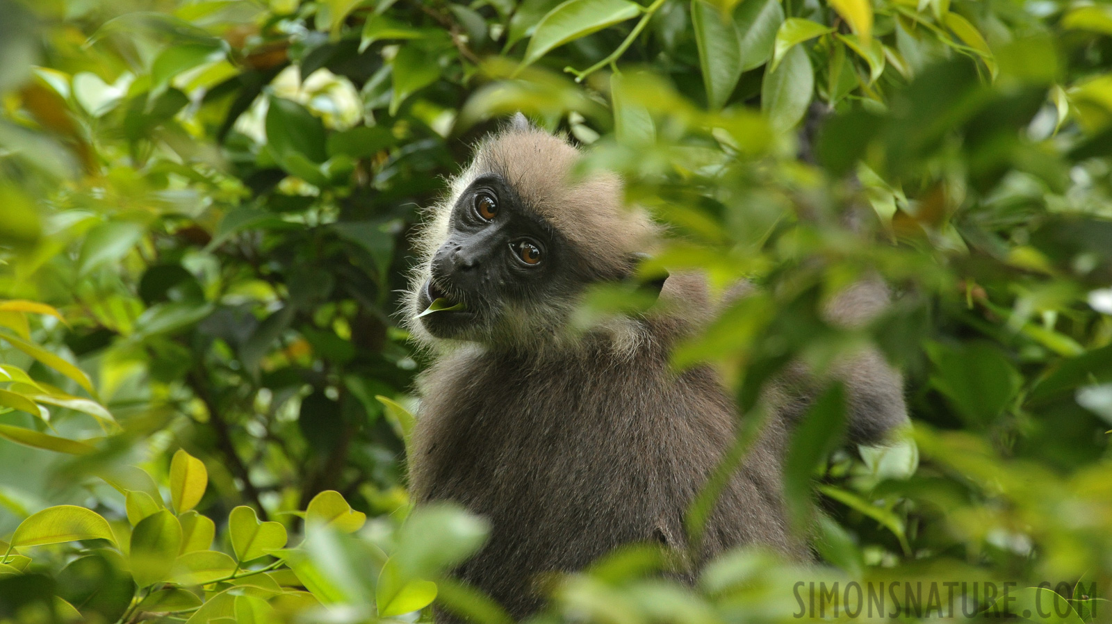 Semnopithecus vetulus nestor [550 mm, 1/250 sec at f / 9.0, ISO 2500]